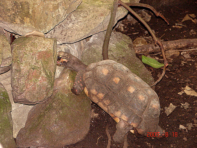 20050818 0029DSCw [NL] Schildkröte, Emmen