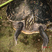 20050818 0030DSCw [NL] Zierschildkröte, Emmen
