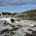 Épave d'arbre sur plage déserte /  Tree wreck on a wild beach  -  Maine USA. 11-10-2009 - Reptiles de la préhistoire en tronc épave.