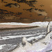 Épave d'arbre sur plage déserte /  Tree wreck on a wild beach  -  Maine USA. 11-10-2009- Reptiles de la préhistoire en tronc épave. Négatif