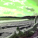 Épave d'arbre sur plage déserte /  Tree wreck on a wild beach  -  Maine USA. 11-10-2009  - Reptiles de la préhistoire en tronc épave. RVB postérisé