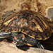 20090618 0533DSCw [D~OS] Rotwangen-Schmuckschildkröte (Trachemys scripta elegans), Zoo Osnabrück