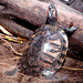20090618 0534DSCw [D~OS] Rotwangen-Schmuckschildkröte (Trachemys scripta elegans), Zoo Osnabrück