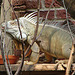 20090618 0536DSCw [D~OS] Grüner Leguan (Iguana iguana), Zoo Osnabrück