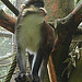 20090618 0540DSCw [D~OS] Rotschwanzmeerkatze (Cercopithecus ascanius), Zoo Osnabrück