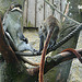 20090618 0542DSCw [D~OS] Rotschwanzmeerkatze (Cercopithecus ascanius), Zoo Osnabrück