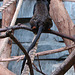 20090618 0543DSCw [D~OS] Rothandtamarin, Zoo Osnabrück