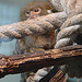 20090618 0549DSCw [D~OS] Zwergseidenäffchen (Cebuella pygmaea), Zoo Osnabrück