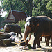 20050818 0080DSCw [NL] Asiatischer Elefant, Emmen