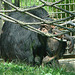 20090618 0551DSCw [D~OS] Schimpanse, Zoo Osnabrück