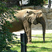 20090618 0552DSCw [D~OS] Afrikanischer Elefant, Zoo, Osnabrück