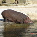 20050818 0084DSCw [NL] Flusspferd, Emmen