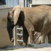 20090618 0553DSCw [D~OS] Afrikanischer Elefant, Zoo, Osnabrück
