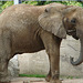 20090618 0554DSCw [D~OS] Afrikanischer Elefant, Zoo, Osnabrück