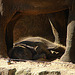 20050818 0082DSCw [NL] Asiatischer Elefant [JT], Emmen