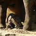 20050818 0083DSCw [NL] Asiatischer Elefant [JT], Emmen