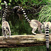 Lemurien maki