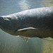 20090618 0571DSCw [D~OS] Fisch, Zoo Osnabrück