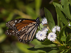 Mariposa Monarca (Danaus plexippus)