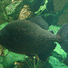 20090618 0588DSCw [D~OS] Piranha, Zoo Osnabrück