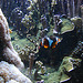 20090618 0591DSCw [D~OS] Korallenfisch, Zoo Osnabrück