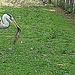 20090618 0609DSCw [D~OS] Graureiher, Huhn, Zoo Osnabrück