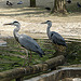 20090618 0614DSCw [D~OS] Graureiher, Zoo Osnabrück