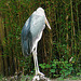 20090618 0619DSCw [D~OS] Marabu, Zoo Osnabrück