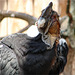 20090527 0125DSCw [D~LIP] Andenkondor (Vultur gryphus) [m], Detmold