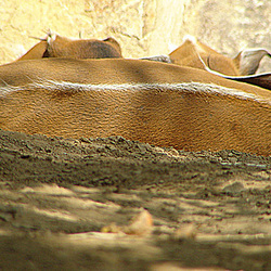 20090618 0629DSCw [D~OS] Buschschwein (Potamochoerus porcus), [Pinselohrschwein], Zoo Osnabrück