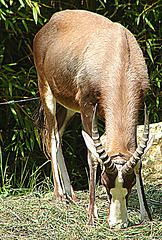 20090618 0637DSCw [D~OS] Blässbock (Damaliscus dorcas) [Buntbock], Zoo Osnabrück