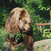 20050818 0042DSCw [NL] Kodiakbär (Ursus arctos middendorffi), Emmen