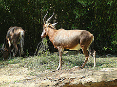 20090618 0639DSCw [D~OS] Blässbock (Damaliscus dorcas) [Buntbock], Zoo Osnabrück