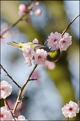 Waxeye feeding in Spring blossom.