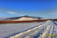 Vineyards at Schwanberg area