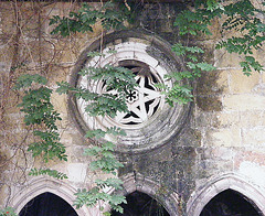 Greenery in the cloister