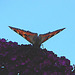 20050812 0018DSCw [D~LIP] Kleiner Fuchs (Aglais urticae), Schmetterlingsstrauch (Buddleja davidii 'Royal Red'), Bad Salzuflen