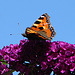 20050812 0017DSCw Kleiner Fuchs (Aglais urticae), Schmetterlingsstrauch (Buddleja davidii 'Royal Red'), Bad Salzuflen