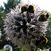 20060723 0592DSCw Gartenhummel (Bombus hortorum), Kugeldistel (Echinops)