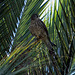Cernícalo vulgar (Falco tinnunculus canariensis)