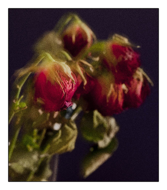 Nature (Très) Morte - Roses