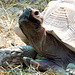 Schildkröte: "Na und, was guckst Du so..." ©UdoSm