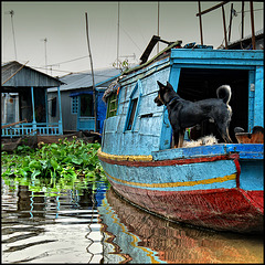 blue boat with dog