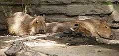 20060901 0655DSCw [D-DU] Wasserschwein (Hydrochaerus hydrochaeris) [Capybara], Zoo Duisburg