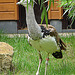 20060901 0651DSCw [D-DU] Riesentrappe (Ardeotis kori), Zoo Duisburg