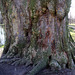 Alter Baum im Schloßpark Pillnitz