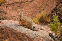Viscacha (chinchilla)