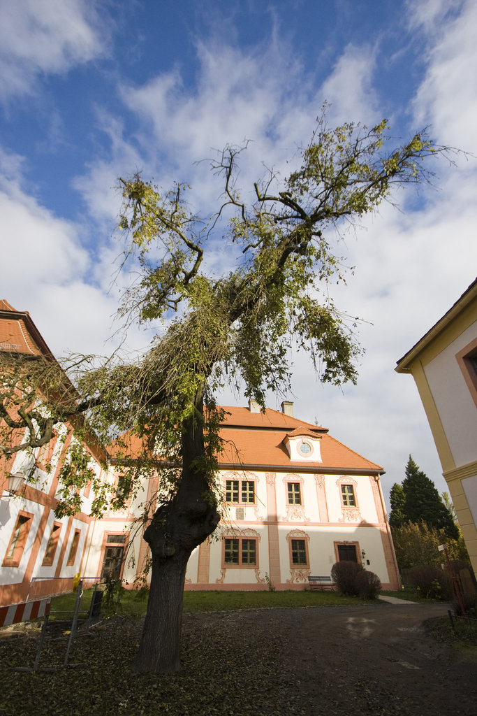 Kloster Marienthal | Baum