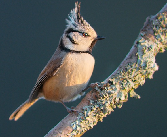 Mésange huppée qui chante Mésange huppée qui chante