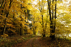 Herbstspaziergang im Odenwald bei Bremhof